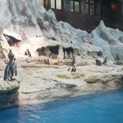 Emperor Penguin All Day Dining User Photo