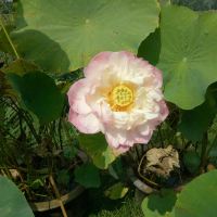 評論圖片 3