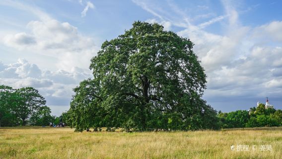 Westminster Abbey + London Eye + Greenwich Park + Big Ben + Hyde Park one-day tour