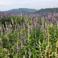 評論圖片 9