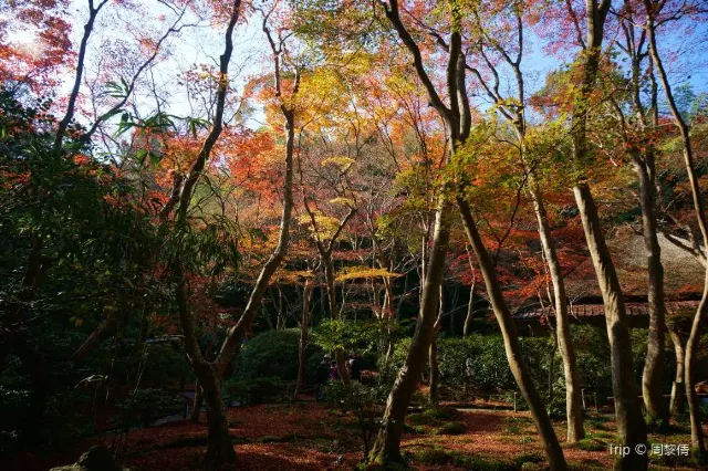 Arashiyama: Neighbourhood You Cannot Miss in Kyoto