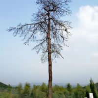評論圖片 9