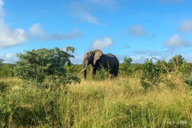 7 Endangered Species and where to find them travel notes and guides – travel guides 7 Endangered Species and where to find them travel notes and guides – travel guides