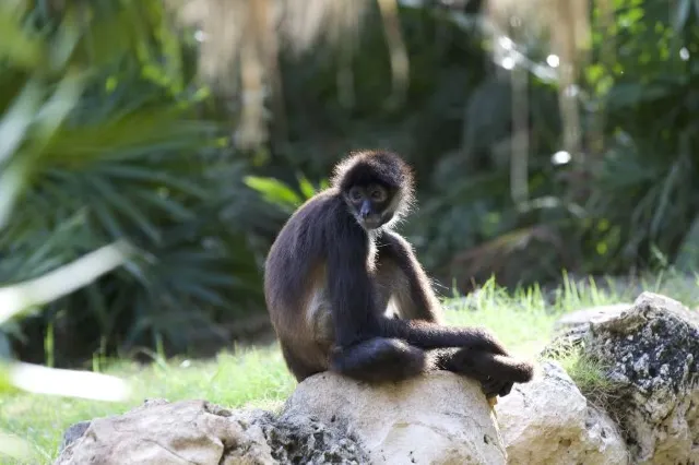 A Comprehensive Guide to Xcaret Cancun