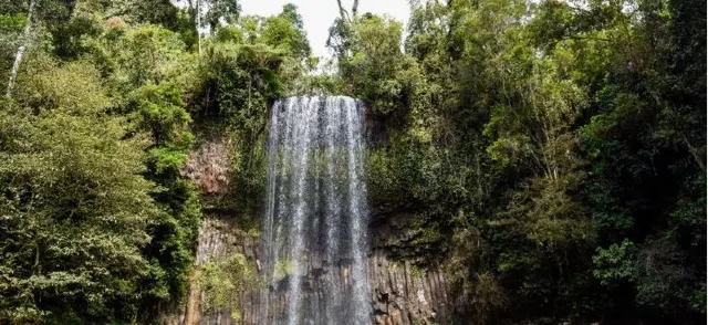 Gondwana Rainforests and More: Australia Rainforests