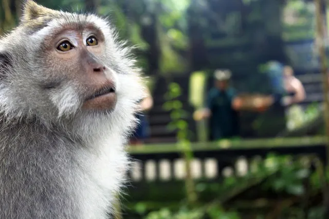 When Touring Bali Island and Ubud, These 9 Places Are Worth Visiting.