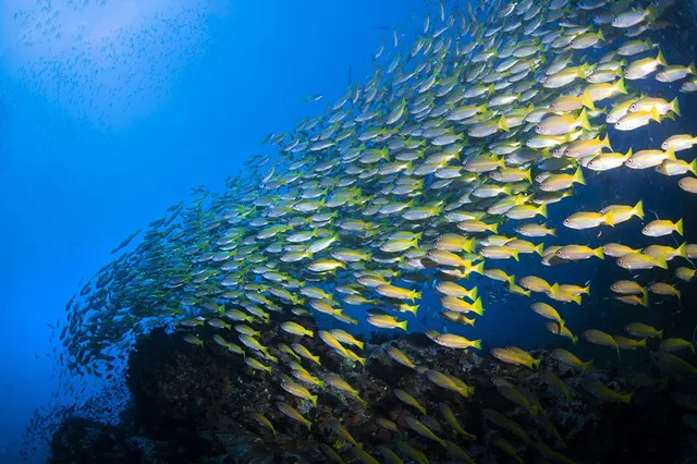 Di, Similan which You've Been Waiting for Half A Year is Online