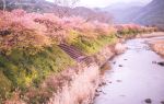 新城市 河津の桜並木