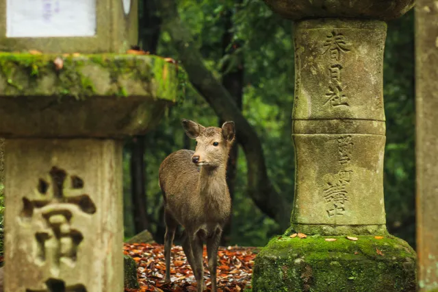 【奈良好去處】親身體驗喂食！看奈良鹿攻略