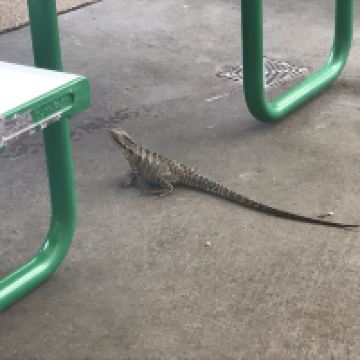 評論圖片 1