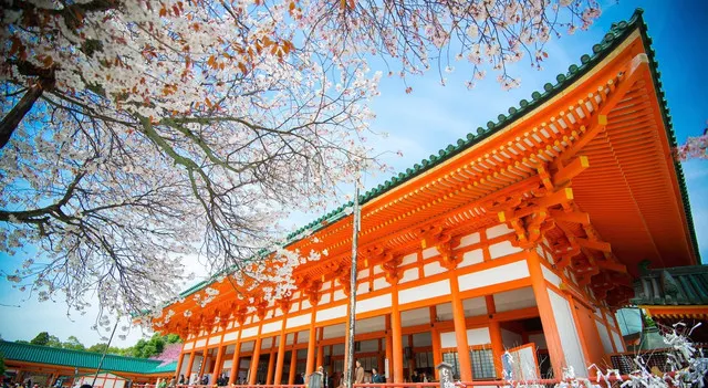 It is Time for Sakura Viewing Again in Kyoto. The Pink Sakura is More Matched with The Ancient Capital. 