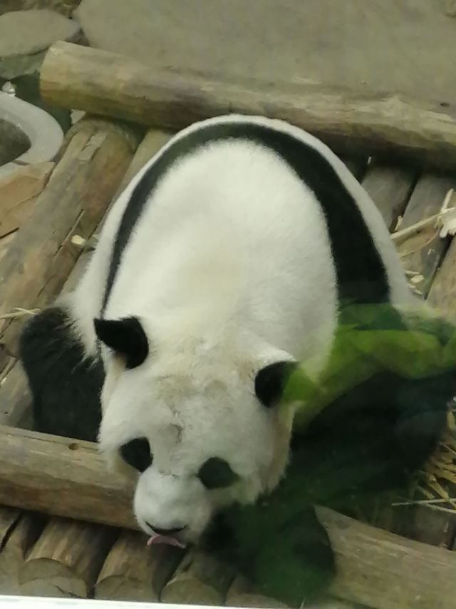 Yabuli Panda House