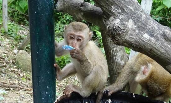 Monkey Hill