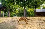 Seoul Forest Park