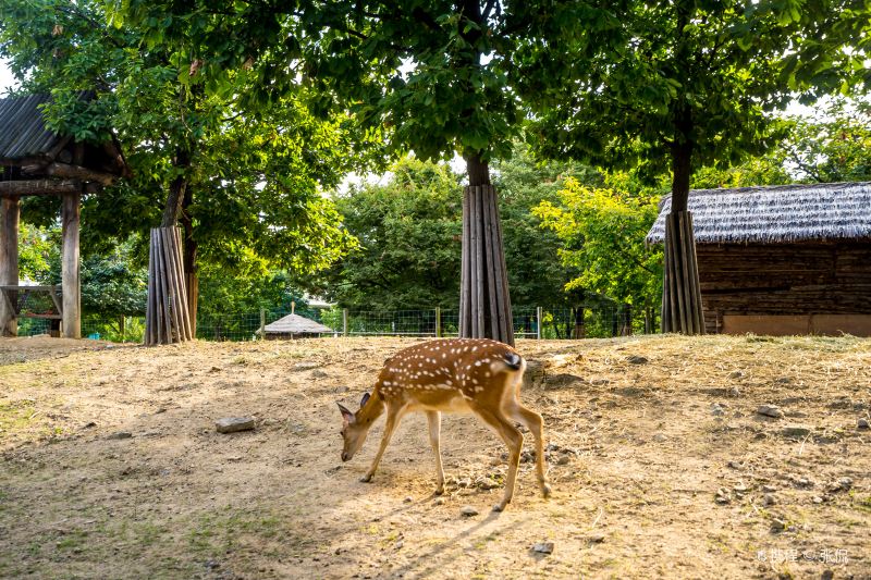 Seoul Forest Park