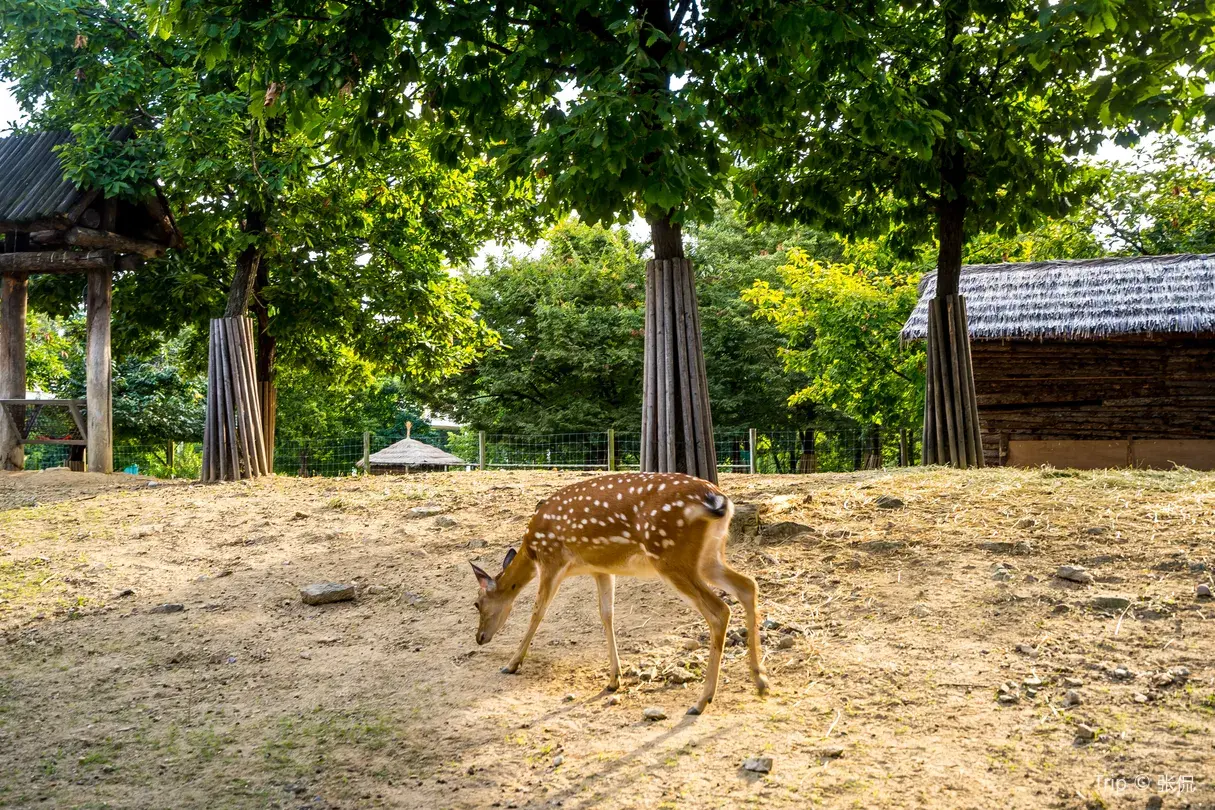 首爾行街 | 首爾林公園