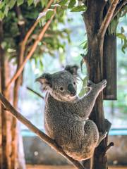 Koala Garden