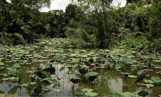九世王禦園