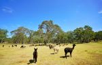 Swagman Country Dining @ Softfoot