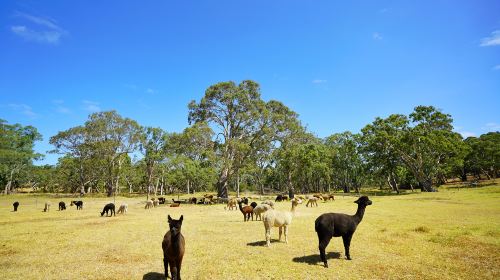 Swagman Country Dining @ Softfoot