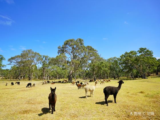 Swagman Country Dining @ Softfoot