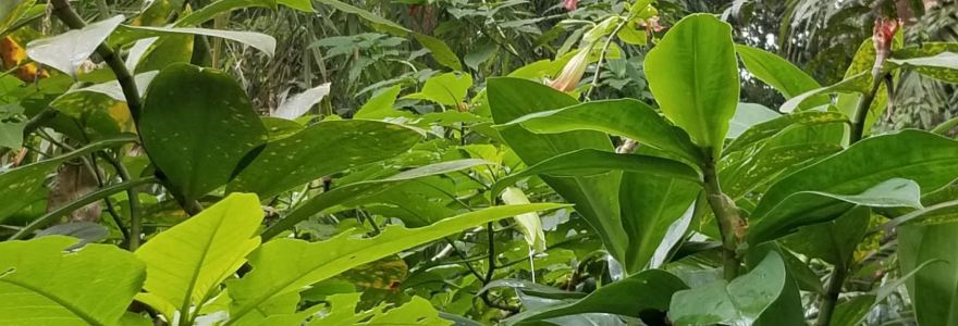 Chuan Kie Restaurant