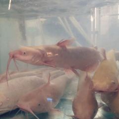 Rongzeyuyue Fish Hot Pot 여행 사진