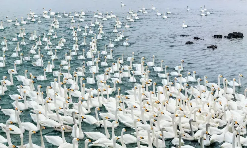 백조호