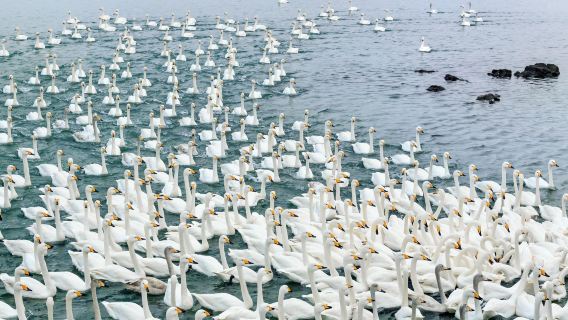 Swan Lake Ecotourism Area