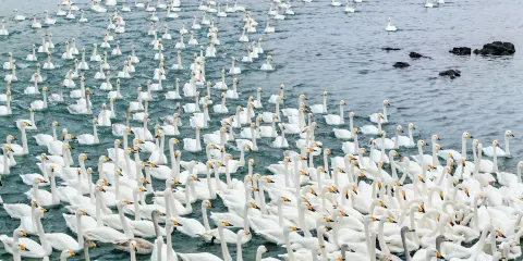 天鵝湖生態旅遊區