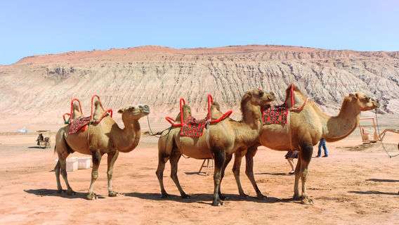 Turpan