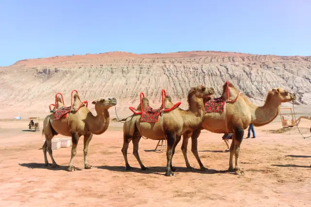Camel Riding in Turpan