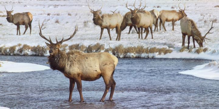 National Elk Refuge