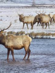 National Elk Refuge