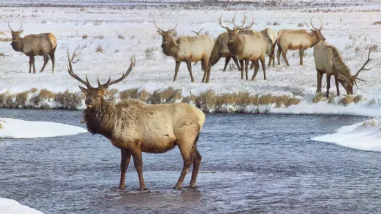 National Elk Refuge