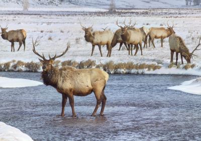 National Elk Refuge