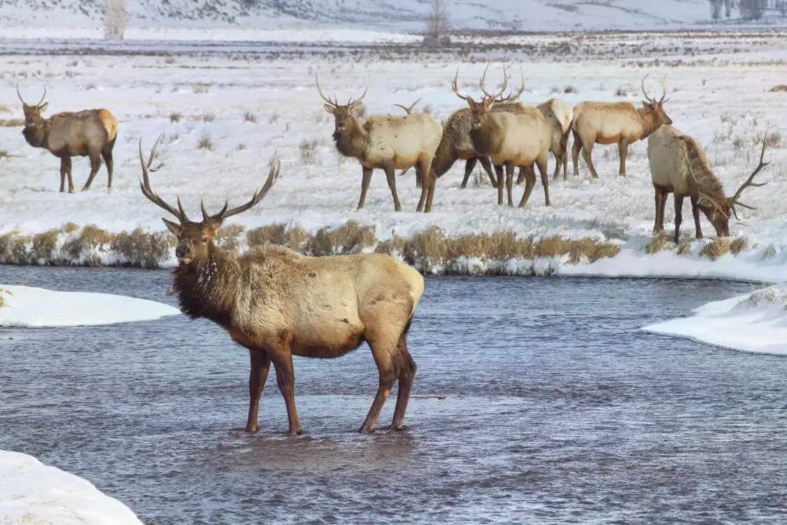 Hotels in der Nähe von National Elk Refuge