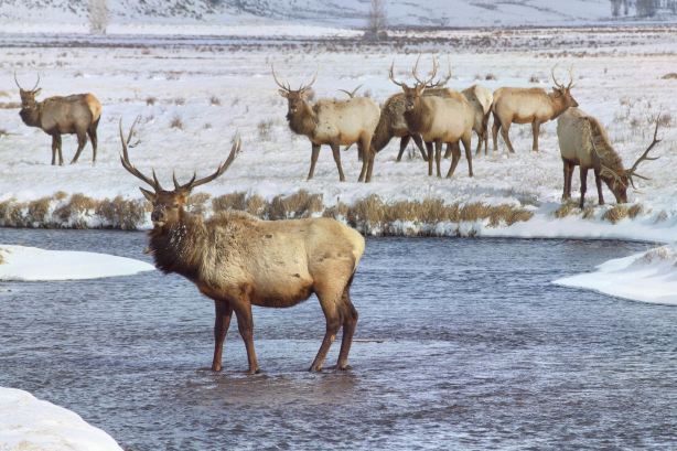 National Elk Refuge