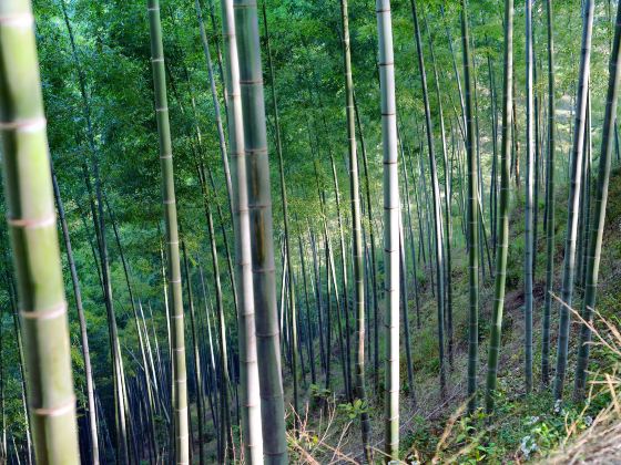 Mukeng Bamboo Sea