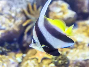 關島海底世界水族館