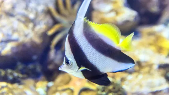 關島海底世界水族館