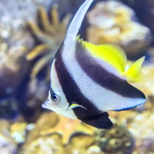 Aquarium of Guam