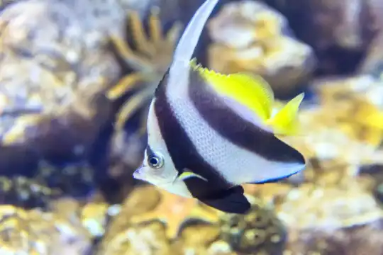 鄰近關島海底世界水族館的酒店