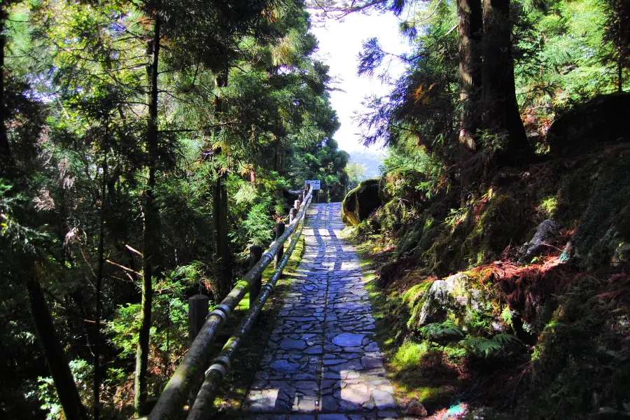 屋久杉森林樂園