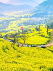 Jiangling Rape Flower Sightseeing