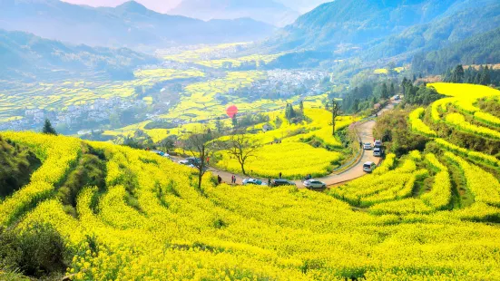 Jiangling Rape Flower Sightseeing