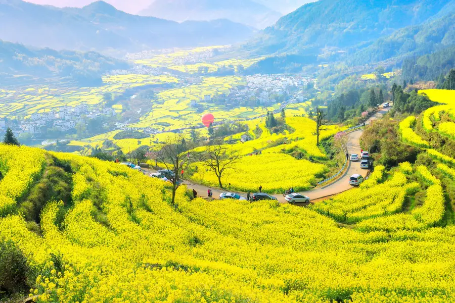 Jiangling Rape Flower Sightseeing