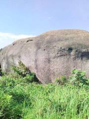 Tortoise Stone