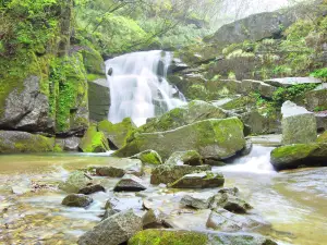 木王國家森林公園