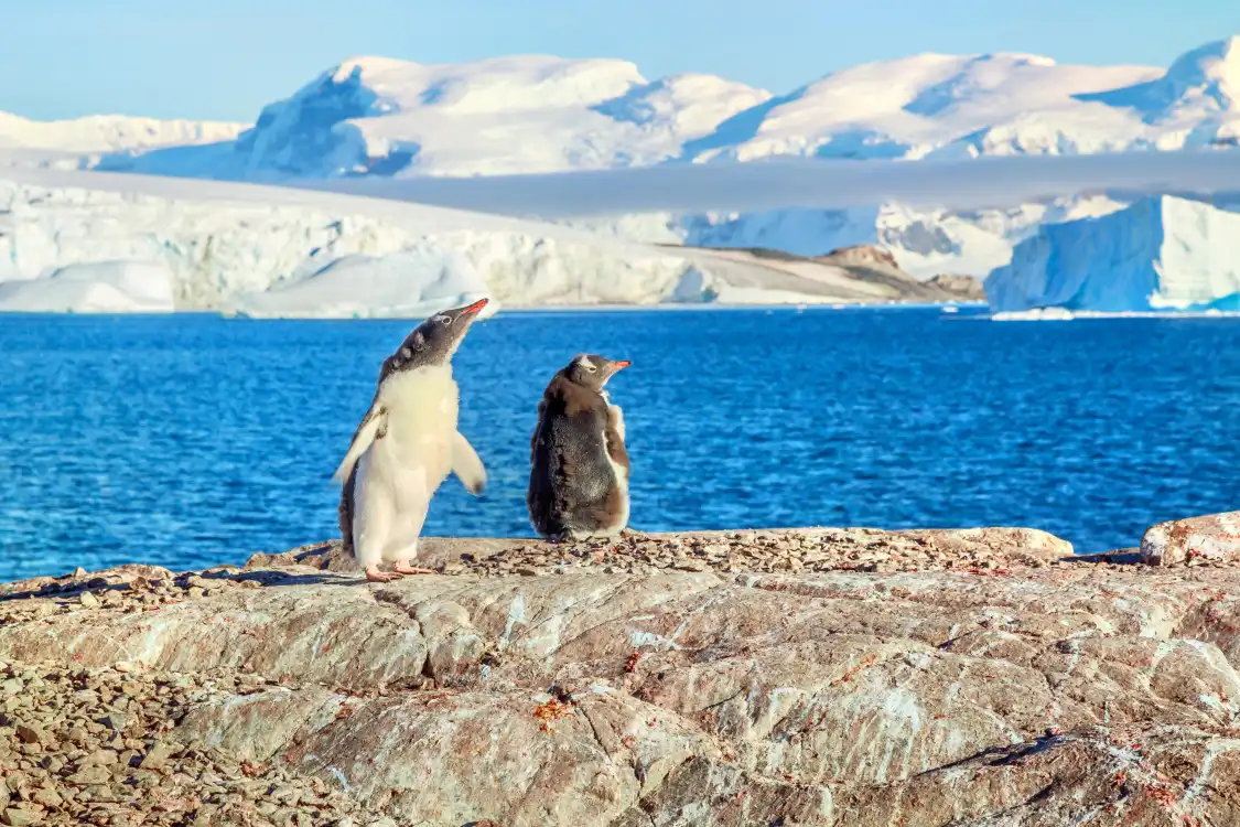 Hotels near South Shetland Islands